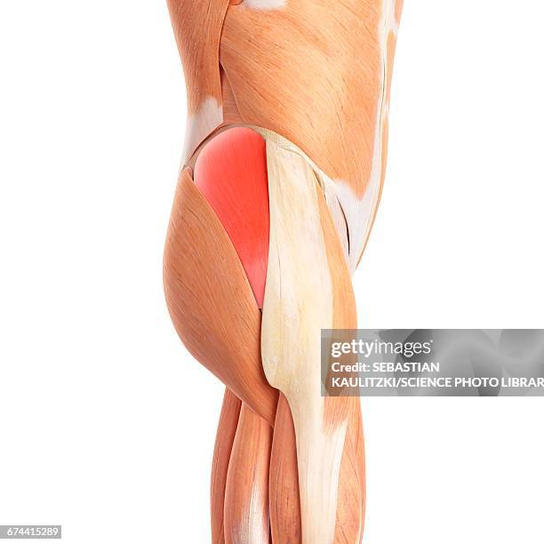 human buttock muscles - buttock stock illustrations