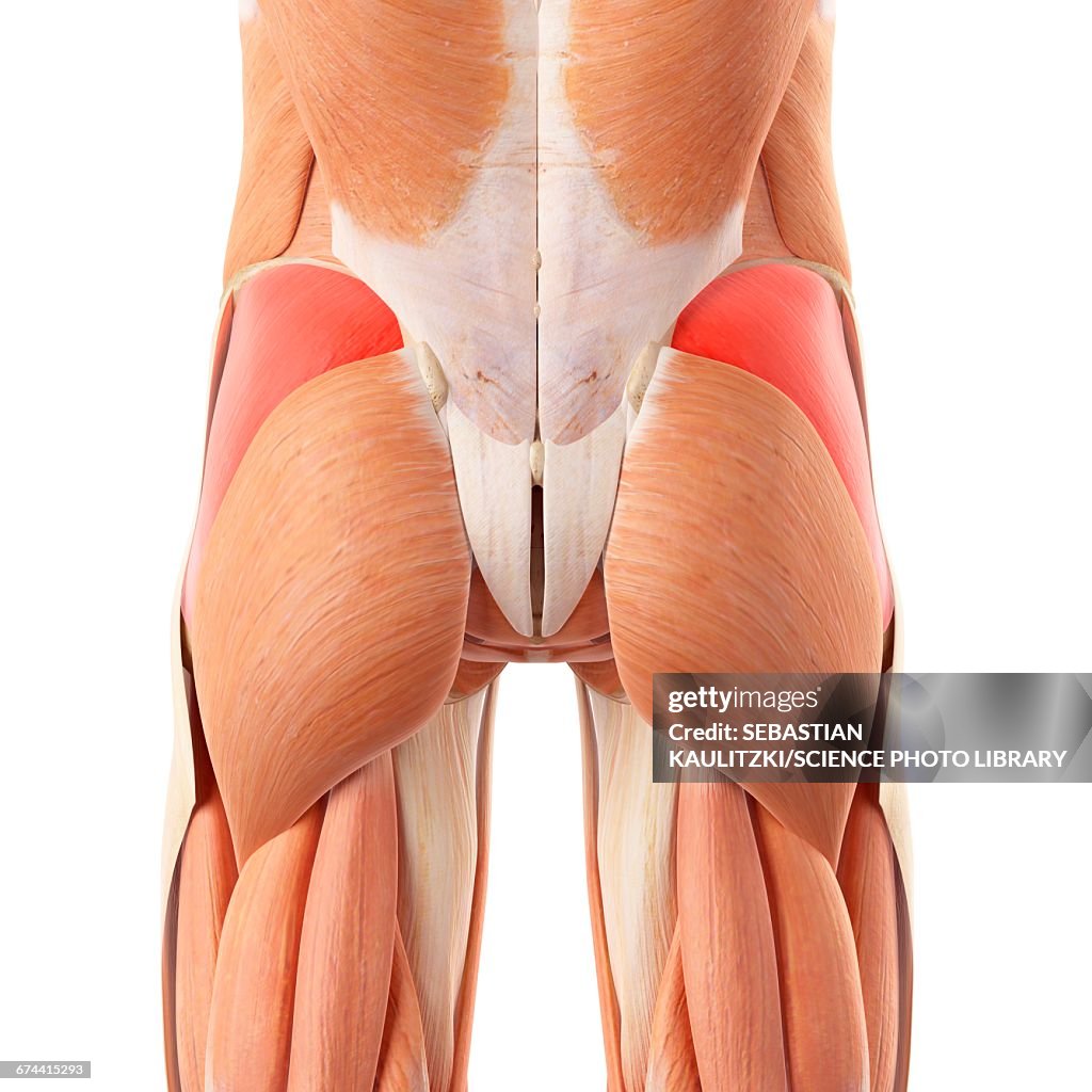 Human buttock muscles