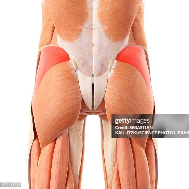 human buttock muscles - buttock stock illustrations