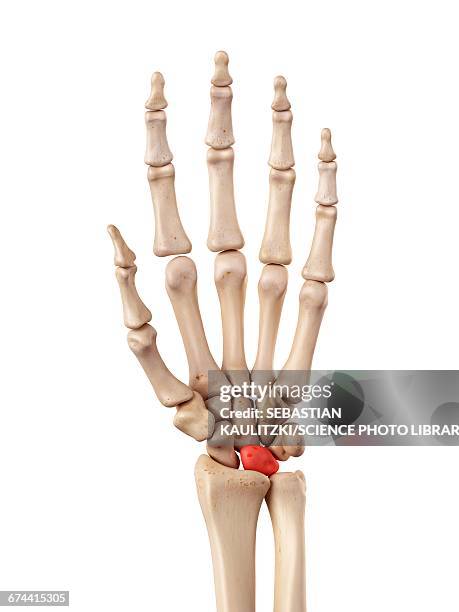 hand bones - lunares stock illustrations