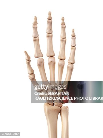 Hand bones Hand bones