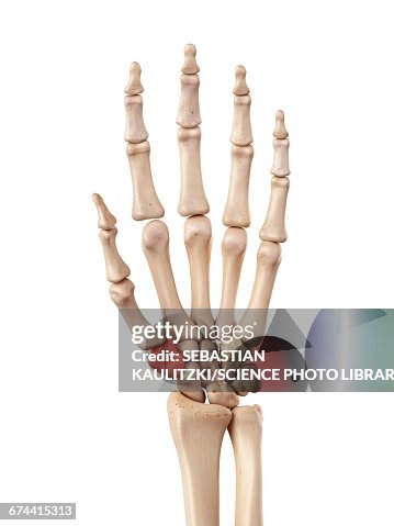 Hand bones Hand bones
