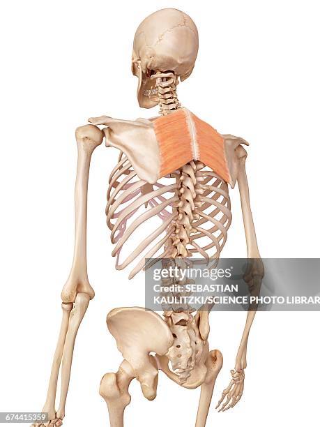 Rhomboid Ruler 23 Rhomboids Muscles Stock Photos, High-Res Pictures, and Images ...