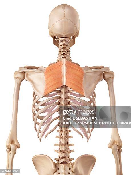 Rhomboid Design Rhomboids Muscles Photos and Premium High Res Pictures - Getty Images