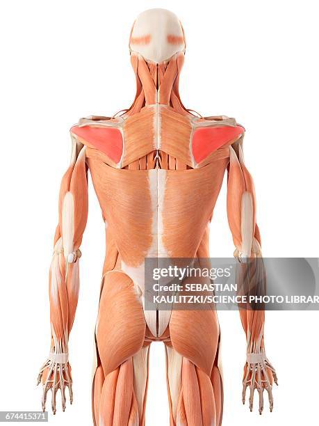 shoulder muscle - infraspinatus 幅插畫檔、美工圖案、卡通及圖標