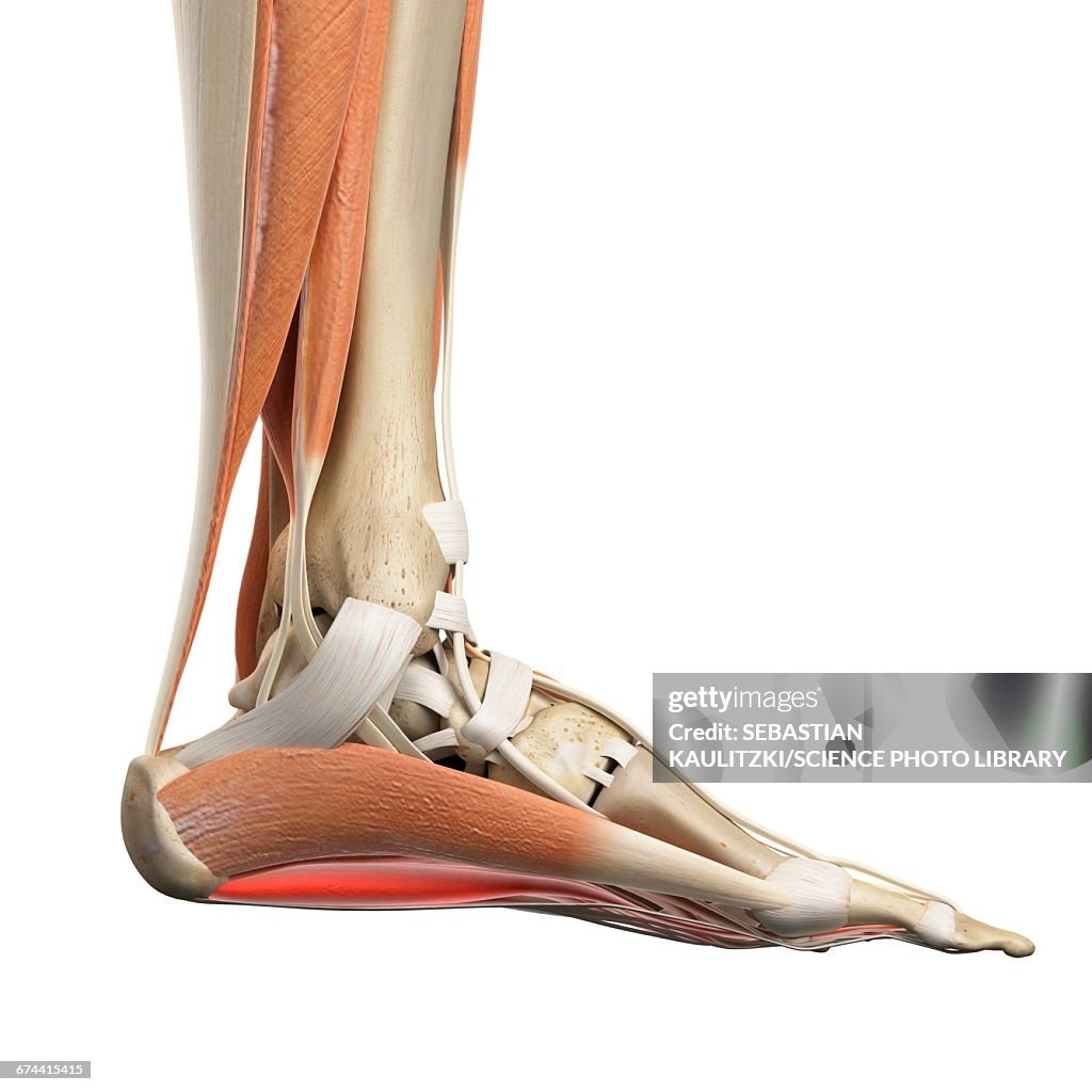 Foot muscles