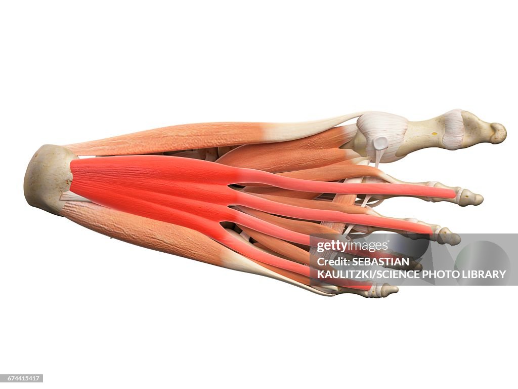 Foot muscles