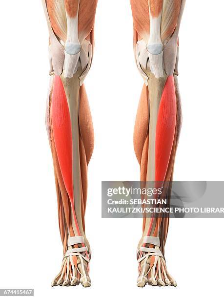 bildbanksillustrationer, clip art samt tecknat material och ikoner med leg muscles - främre skenbensmuskel