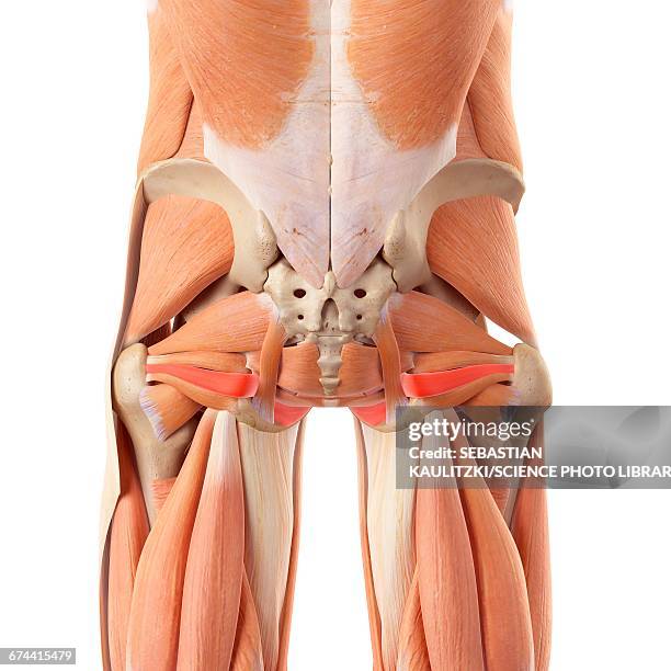 Internus 34 Obturator Internus Muscle Stock Photos, High-Res Pictures, and ...