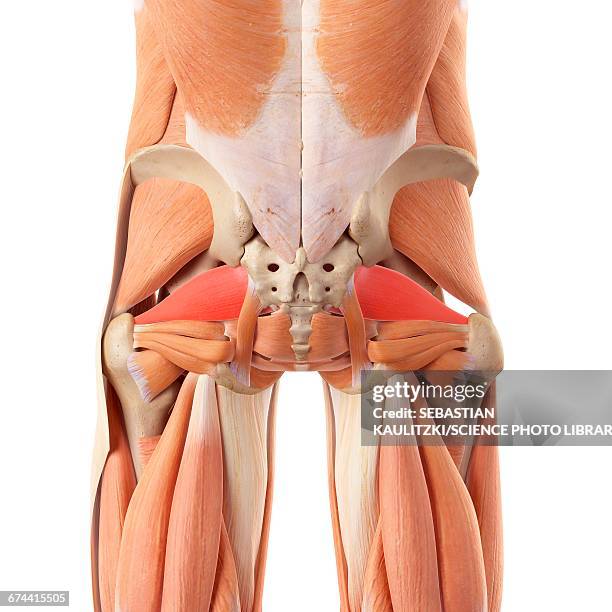 human buttock muscles - buttocks stock illustrations