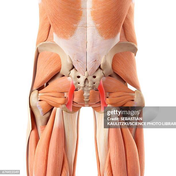 human buttock ligaments - buttock stock illustrations