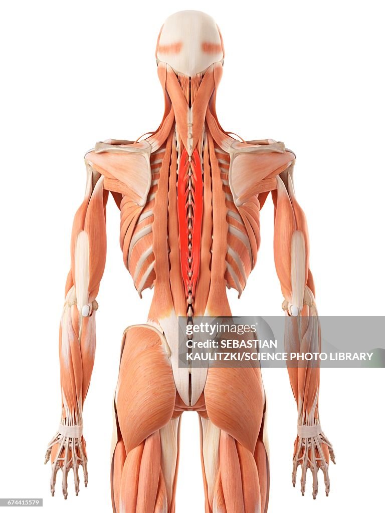 Human back muscles