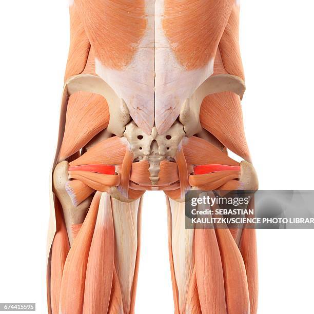 human buttock muscles - buttock stock illustrations