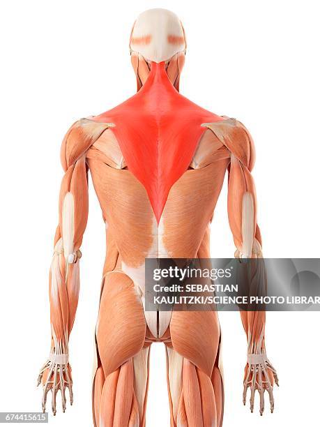 Back Photos 6,437 Human Skeleton Back View Stock Photos, High-Res Pictures, and ...