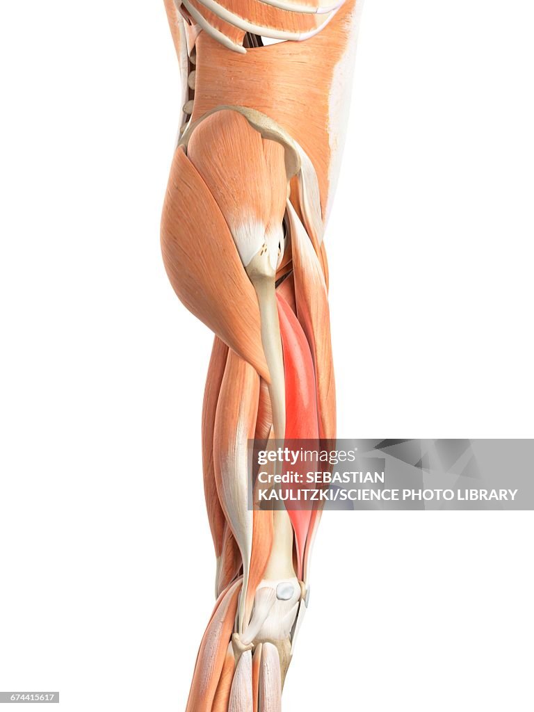 Leg muscles