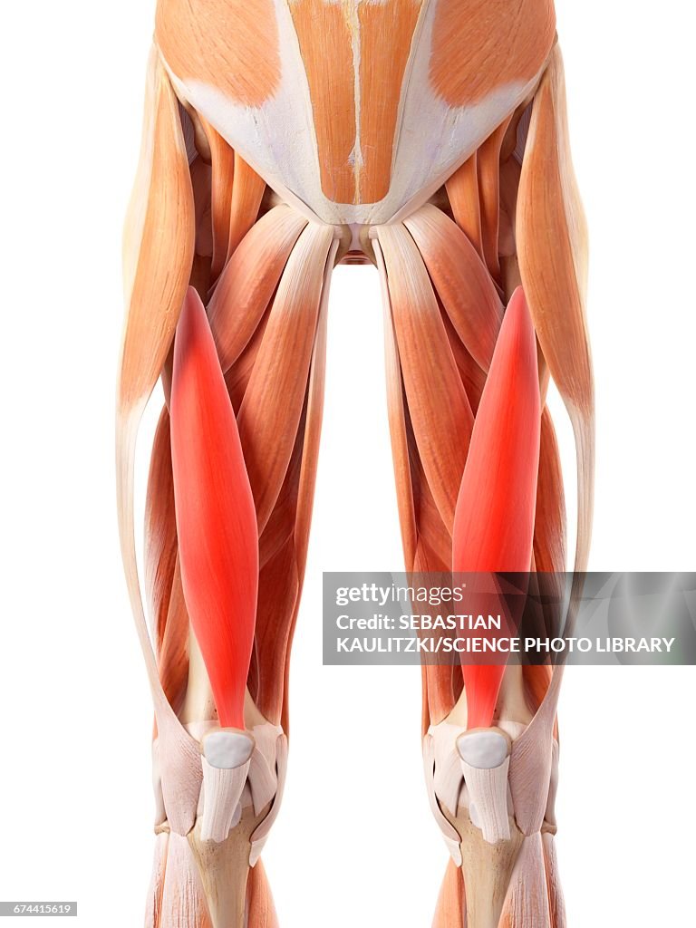 Leg muscles