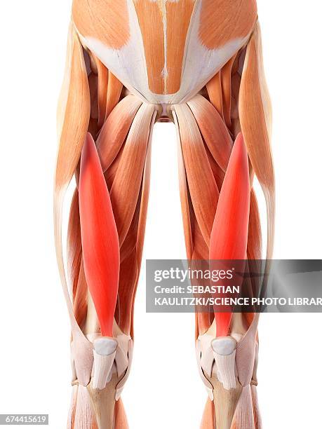 leg muscles - vastus intermedius stock illustrations