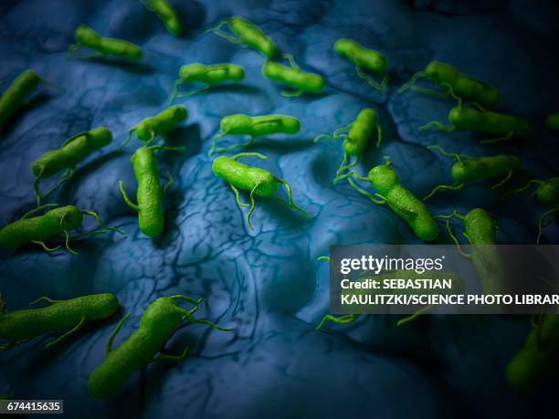 ilustrações, clipart, desenhos animados e ícones de bacteria - salmonella bacterium