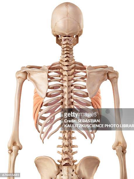 human rib muscles - human muscle stock illustrations