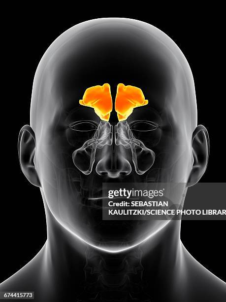Human Sinuses Anatomy Photos and Premium High Res Pictures Biology Diagrams