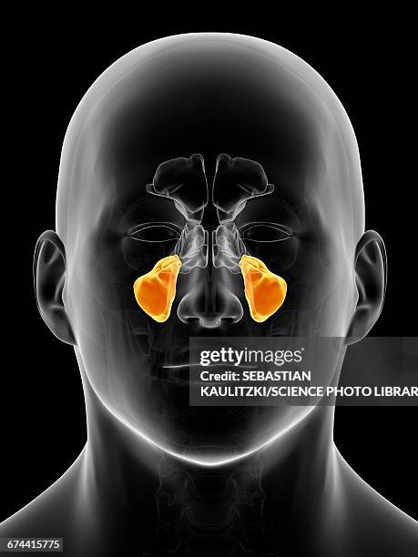 human sinuses - sinus stock-grafiken, -clipart, -cartoons und -symbole