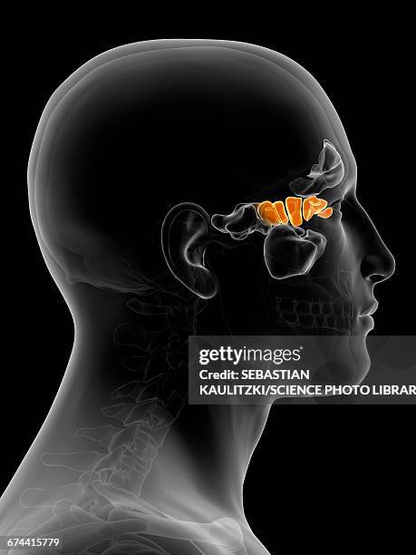 Human Sinuses Anatomy Photos and Premium High Res Pictures Biology Diagrams