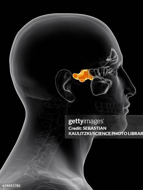Human Sinuses Anatomy Photos and Premium High Res Pictures Biology Diagrams