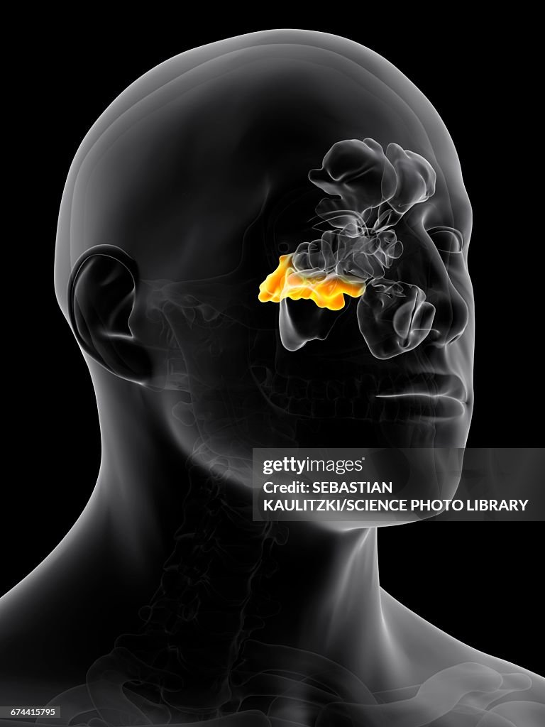 Sinuses Animation Human Sinuses High-Res Vector Graphic - Getty Images