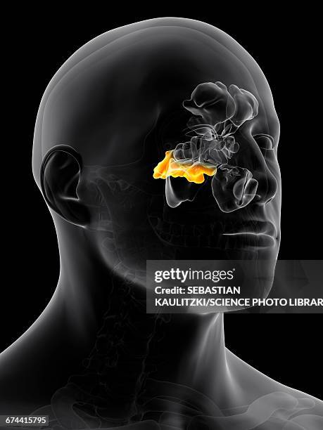 116 Human Sinuses Anatomy Stock Photos, High-Res Pictures, and Images ...