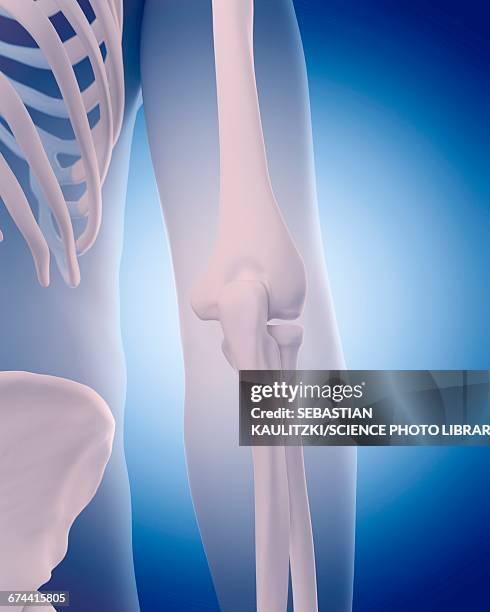 bones of human elbow - elbow stock illustrations