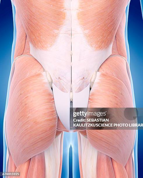 human buttock muscles - buttock stock illustrations