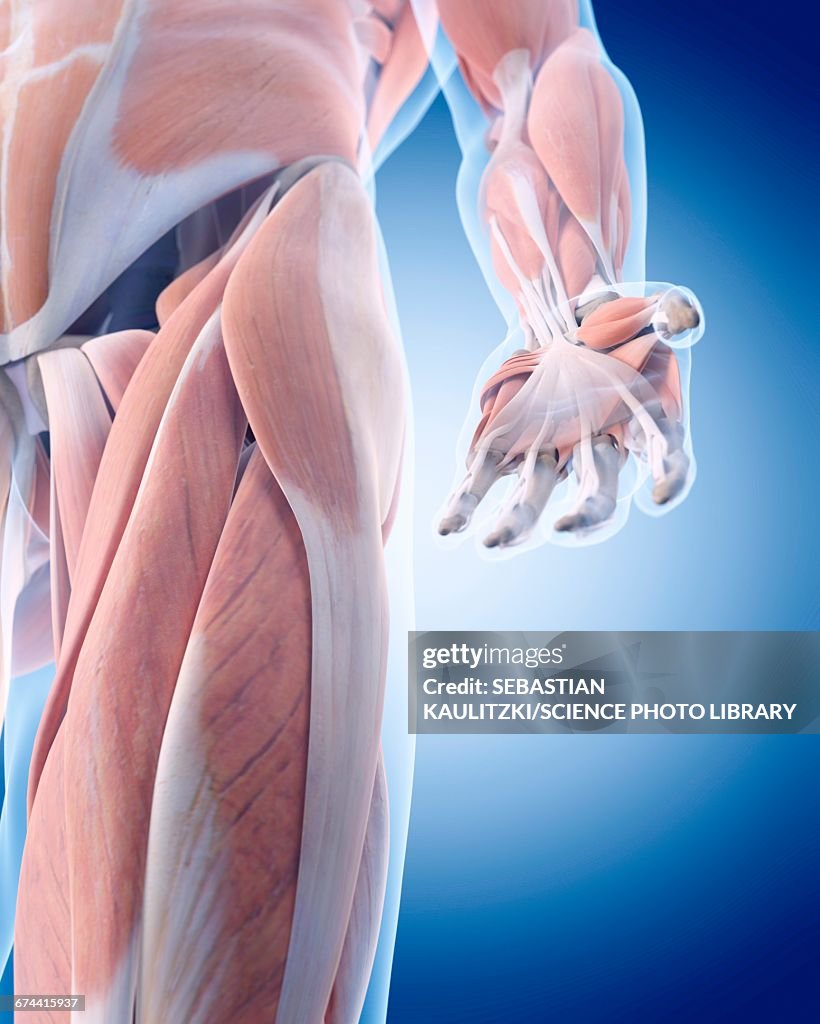Hand Body Hand Anatomy High-Res Vector Graphic - Getty Images