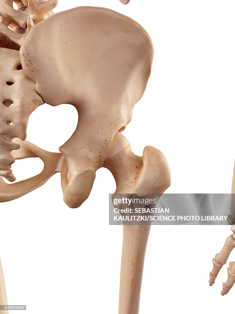Normal Human Hips Human Hip Joint High-Res Vector Graphic - Getty Images