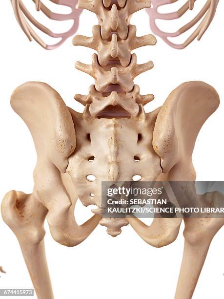 human sacrum - lower back stock illustrations