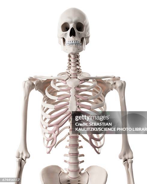 human skeleton - thorax stock illustrations