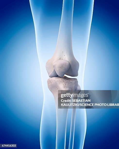 ilustrações, clipart, desenhos animados e ícones de human knee bones - joint body part