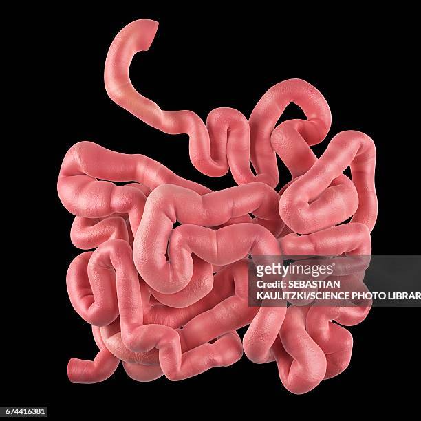 ilustrações, clipart, desenhos animados e ícones de human small intestine - intestino delgado
