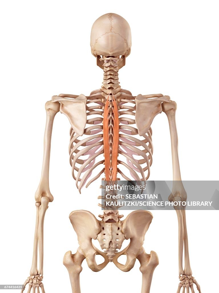 Human spinal muscle