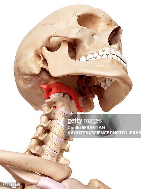 Human Neck Skeleton Photos and Premium High Res Pictures - Getty Images