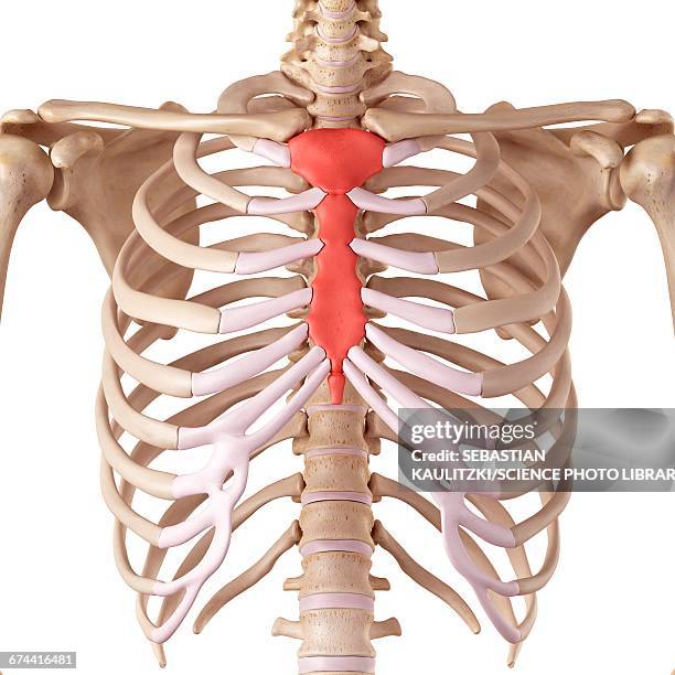 2,189 Sternum Anatomy Stock Photos, High-Res Pictures, and Images ...