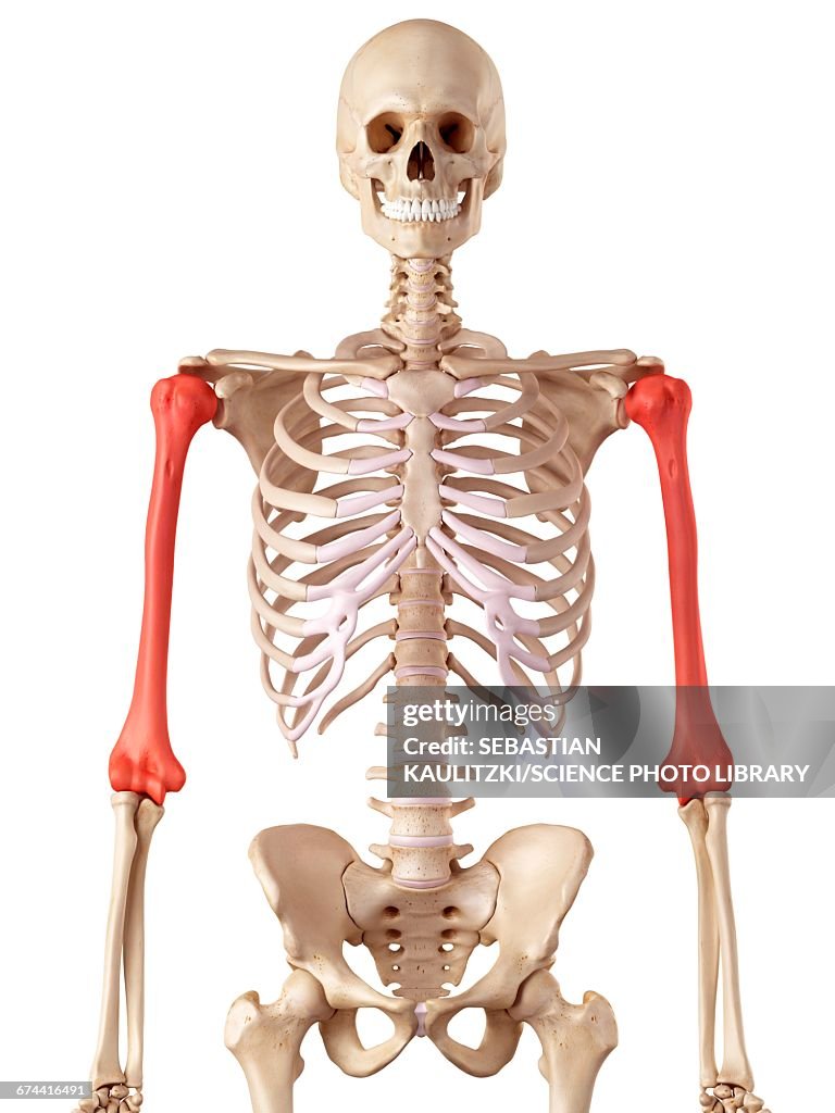 Human humerus bones