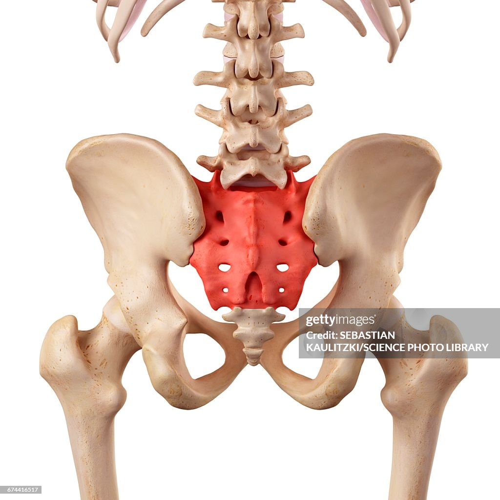 Android Sacrum Human Sacrum Illustrationer - Getty Images