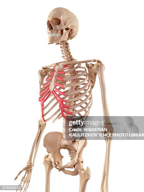 Cartilage Bone Ribs 1,787 Rib Cartilage Stock Photos, High-Res Pictures, and Images - Getty ...