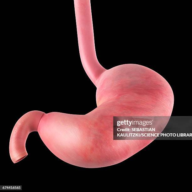 human stomach - speiseröhre stock-grafiken, -clipart, -cartoons und -symbole