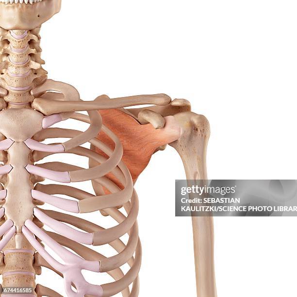 shoulder muscle - subscapularis-tendon stock illustrations