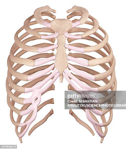 ilustrações, clipart, desenhos animados e ícones de human ribcage - costela osso humano