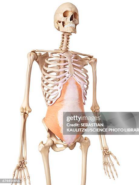 human abdominal muscles - 6 pack stock illustrations