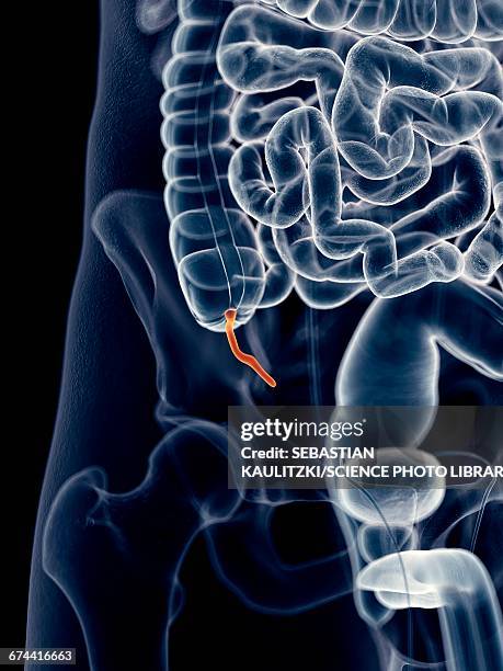 63 Appendix (Anatomy) Stock Photos, High-Res Pictures, and Images ...