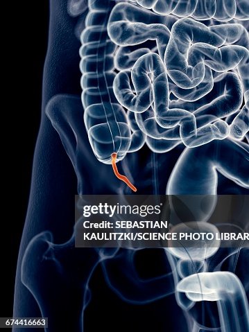 Human Appendix High-Res Vector Graphic - Getty Images