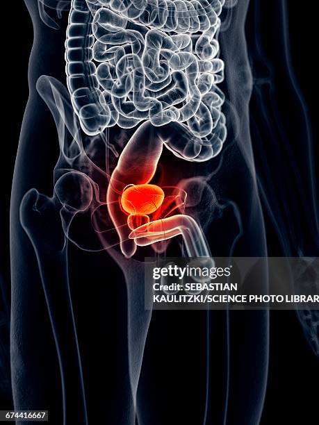 painful human bladder - bladder pain stock illustrations